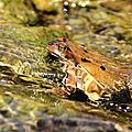 amphibien