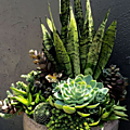 plante grasse2