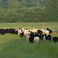 Moutons Landes de Bretagne Ferme du Vallon de Toulan