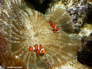 6632_Nemo_pour_de_vrai