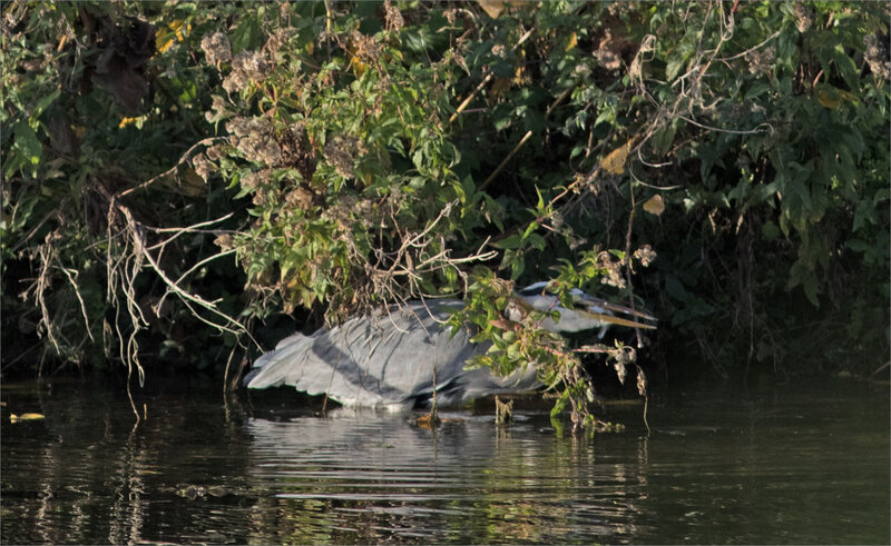 Oiseau héron borne réserve 5 poisson 131018 zoom