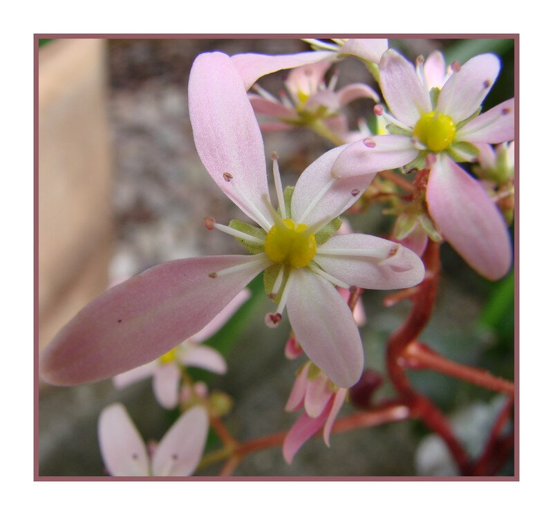 La Plante Du Dimanche Le Saxifrage Fortunei Des