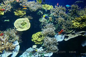 aquarium_03