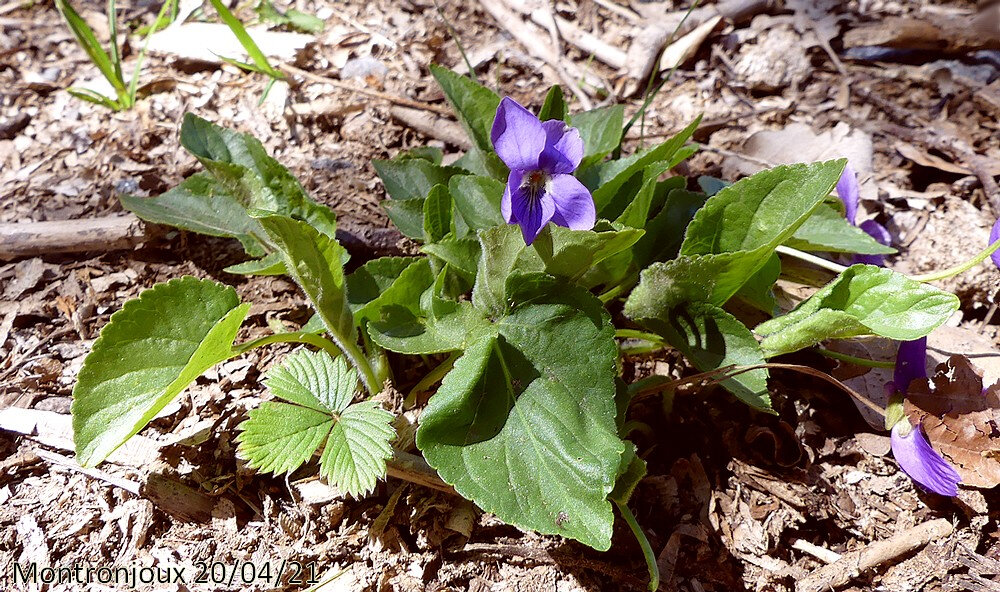 violette hérissée - Blog végétal