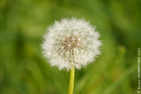 Fleur3
