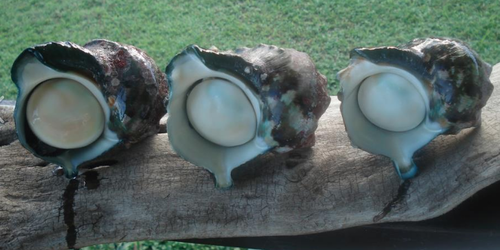 Pendentif coquillage naturel burgo blanc