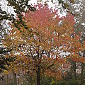Couleurs d'automne dans le Minnewater park
