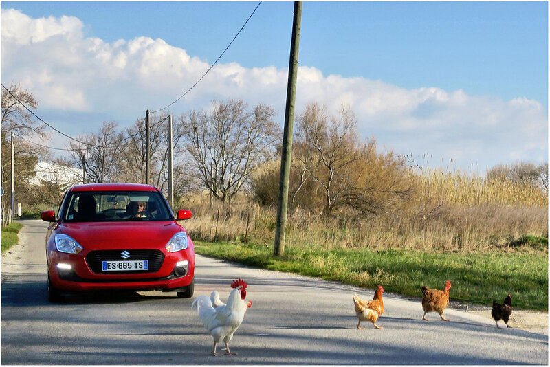 faire le coq - Mes années 60 et + si affinités ...