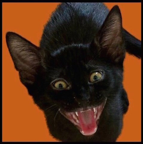 Fêtes - Pour Halloween tous les chats noirs sont de sortie ! - Le Blog de  Moon