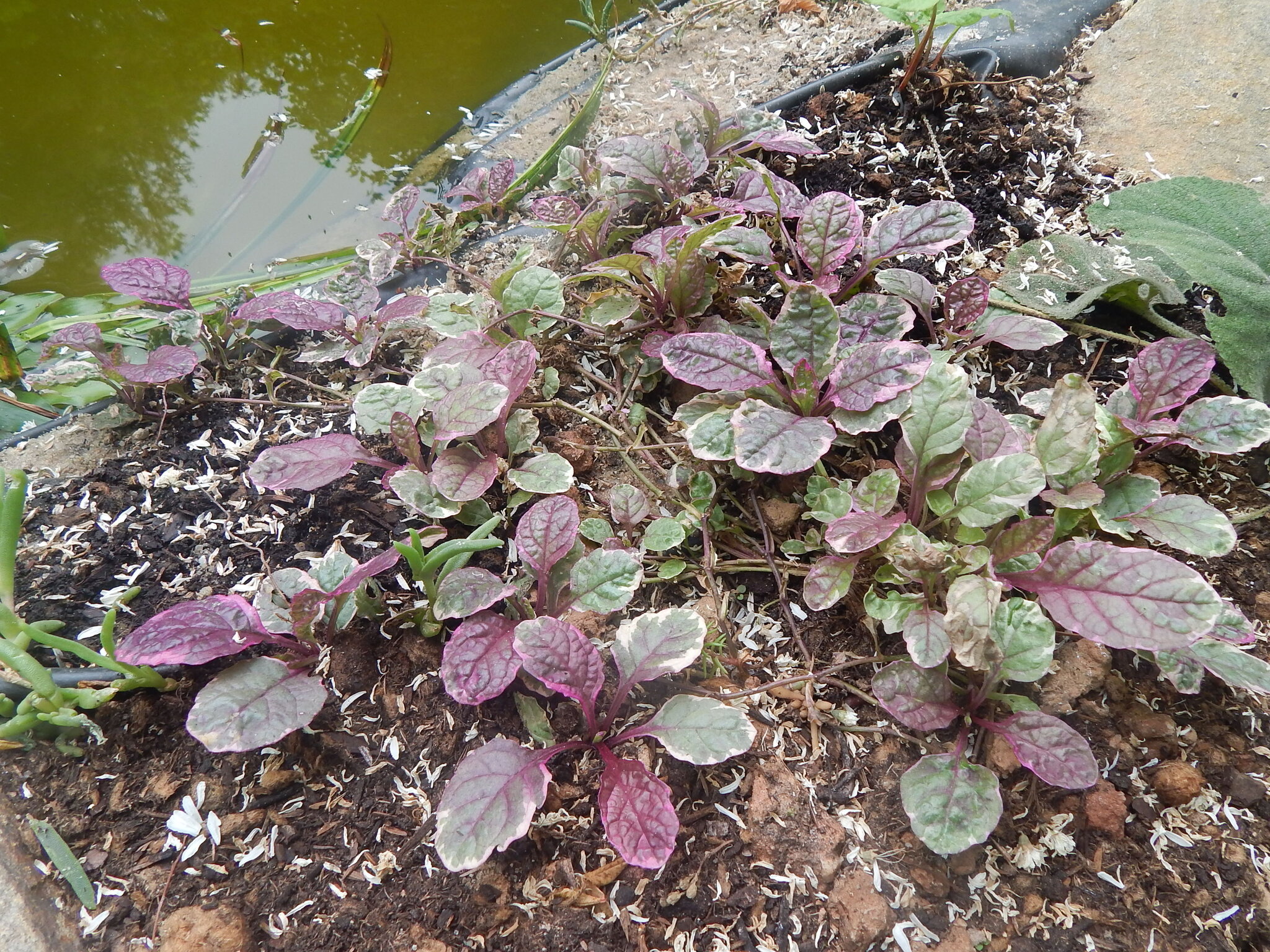 Des Rampants Couvre Solfaciles A Vivre Les Jardins