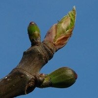 bourgeons figuier