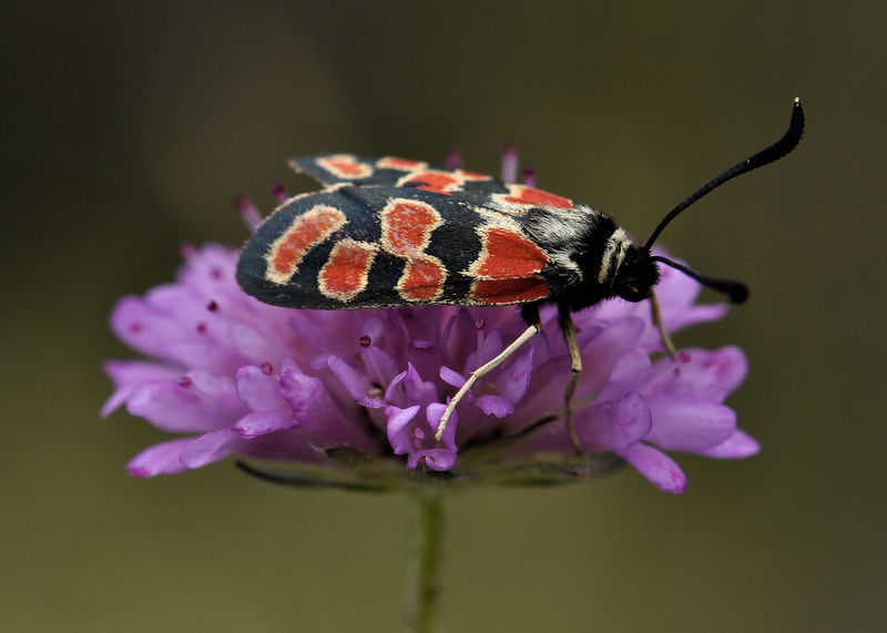 _DSC0586_Zyg_ne_fausta_armeria_alpina