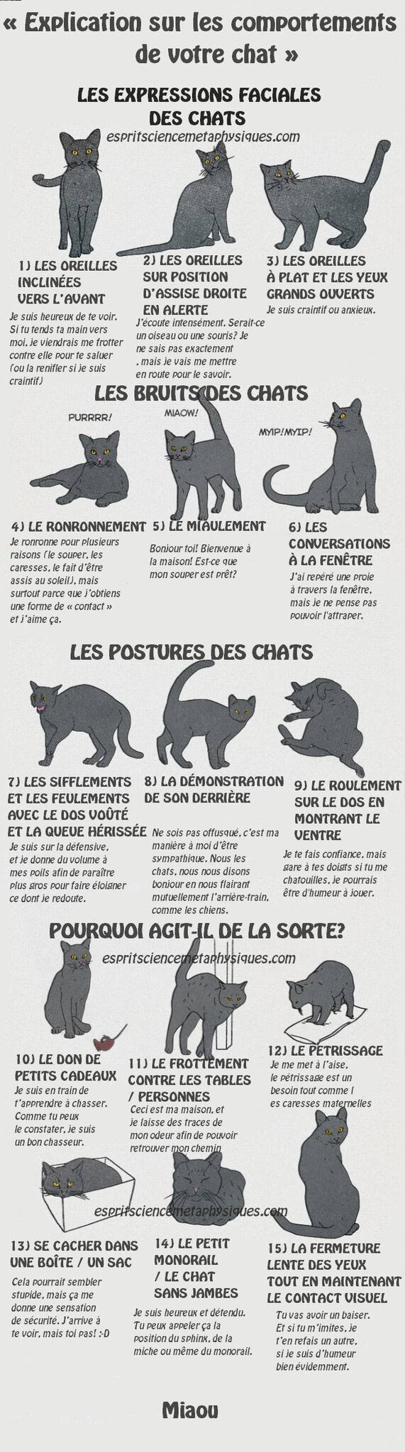 Fevrier 19 Tous Les Messages Le Chat Animal Mysterieux