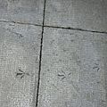 Traces d'oiseau sur le sol