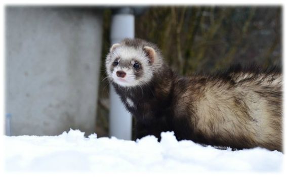 hiveranimaux (2)