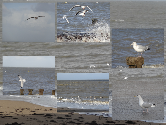 mouettes