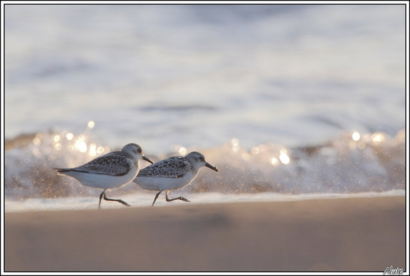 Bécasseau sanderling