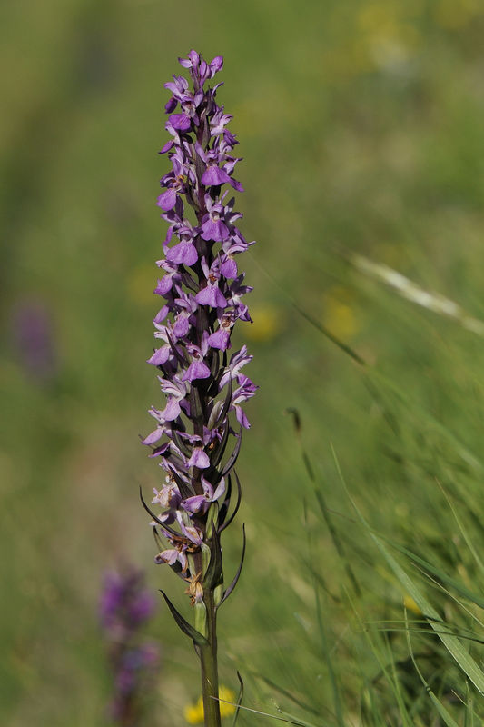 _DSC0641_Dactylorhiza_elata