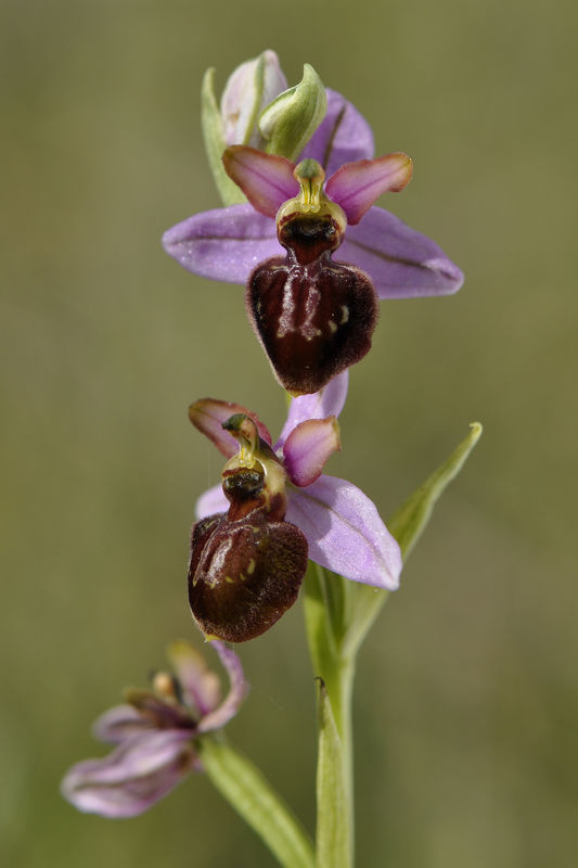 _DSC0051_Ophrys_aveyronensis