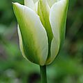 Tulipa 'spring green'