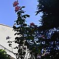 _DSC0029