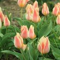 Tulipe quebec