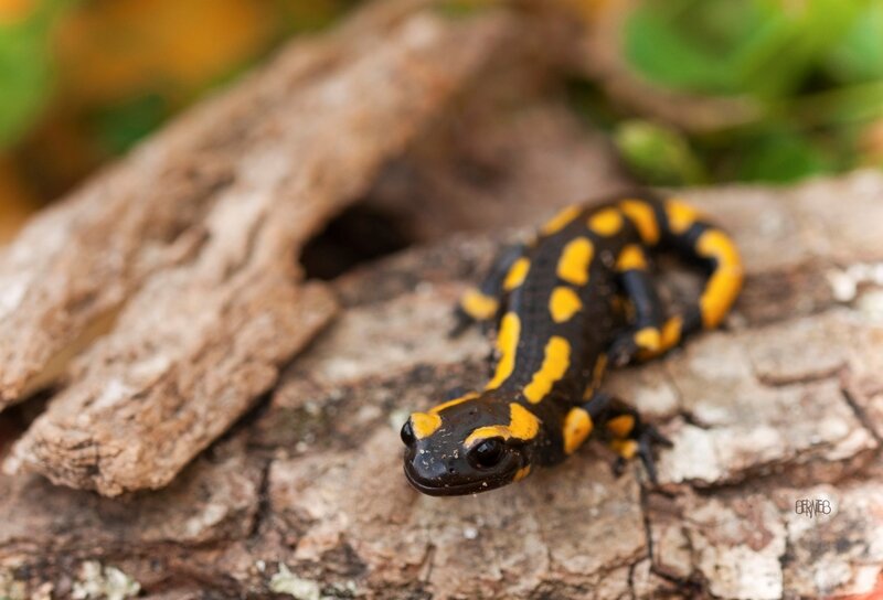 _DSC5927 Salamandre 2S