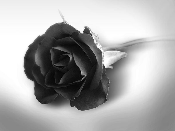 Black_Rose_by_sTTyleZ