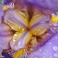 Iris 'Nigth édition'