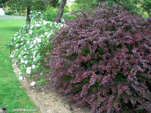 4773_Harmonie_de_couleurs