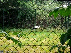 Cigogne en captivité pour leur faire perdre l'instinct de migration