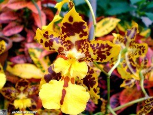 Orchidee_tigre