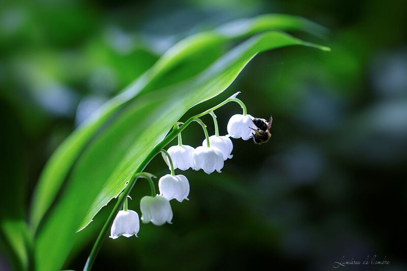wb_Muguet abeille_20180425_0694