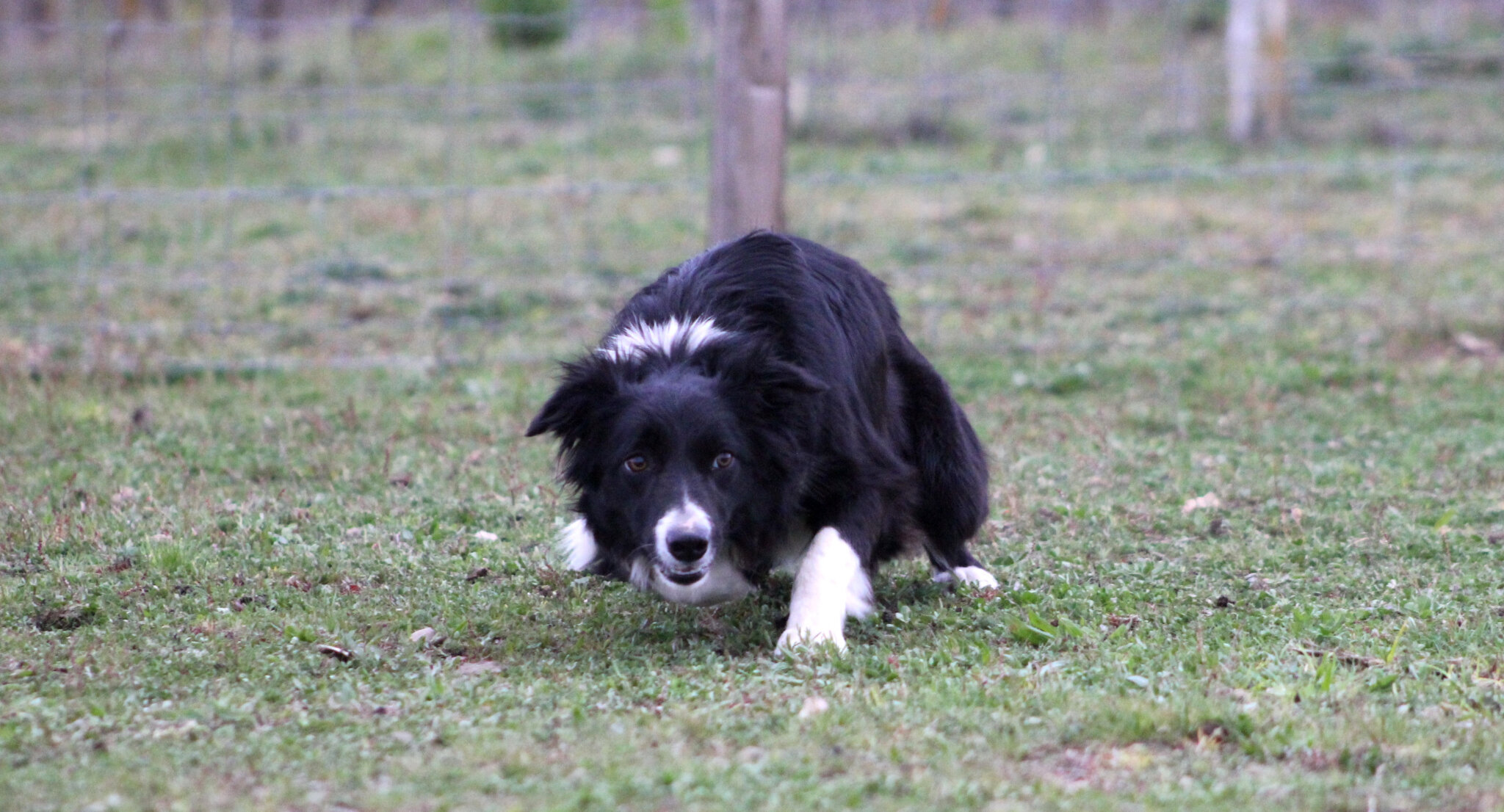 Stage De Conduite Du Chien De Troupeaux Border Collie Elevage