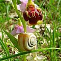 Ophrys du Gers