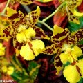 oncidium tigré haut en couleur