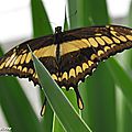 Papilio thoas • Papilionidae • Guyane