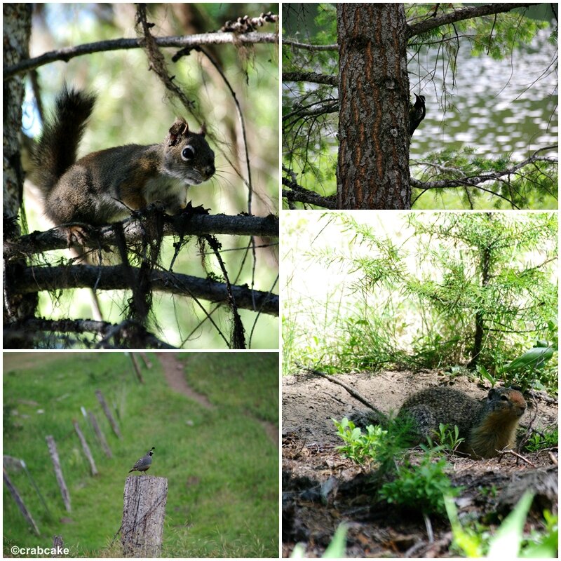 Wild animals in Wenatchee National Forest