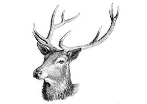 cerf-t9757
