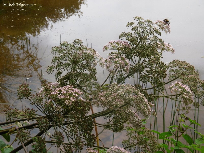 1-Balade au Lac 050819
