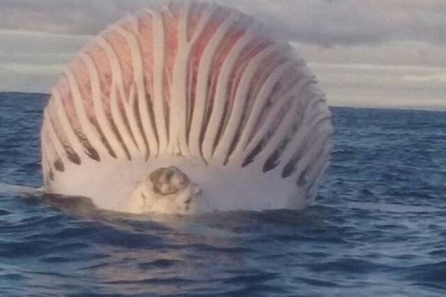 baleine