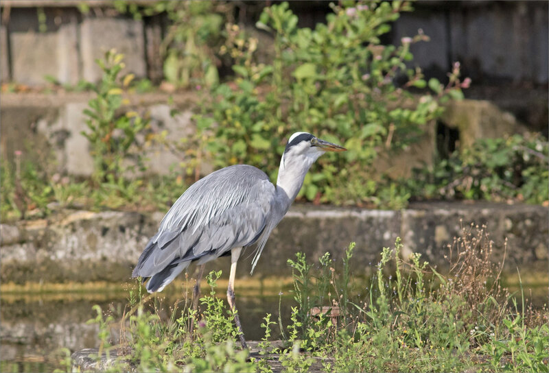 Oiseau héron pêche matin 120819 ym 13 poisson avalé