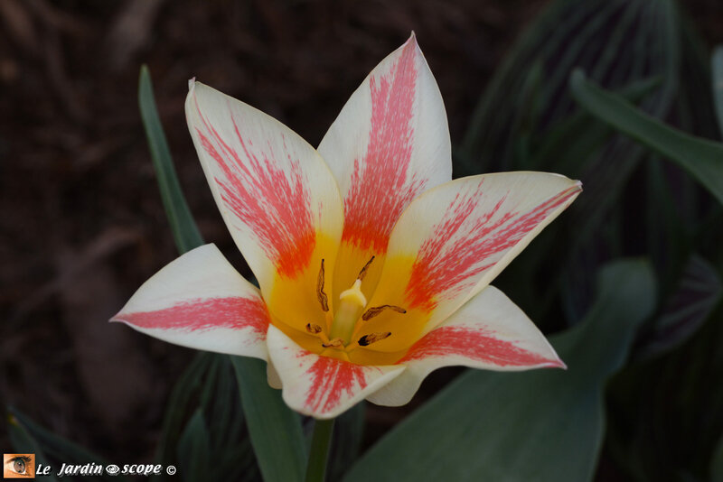 Tulipes-striées-2