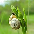 Ophrys escargot