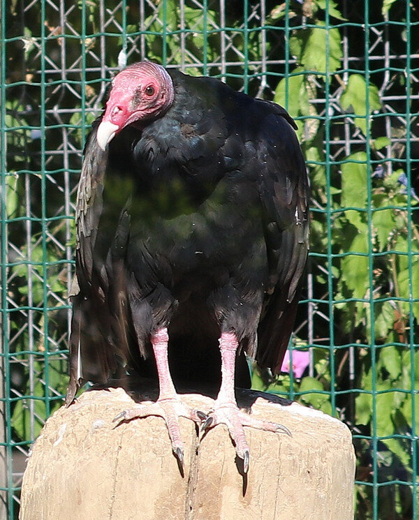 buse à tête rouge