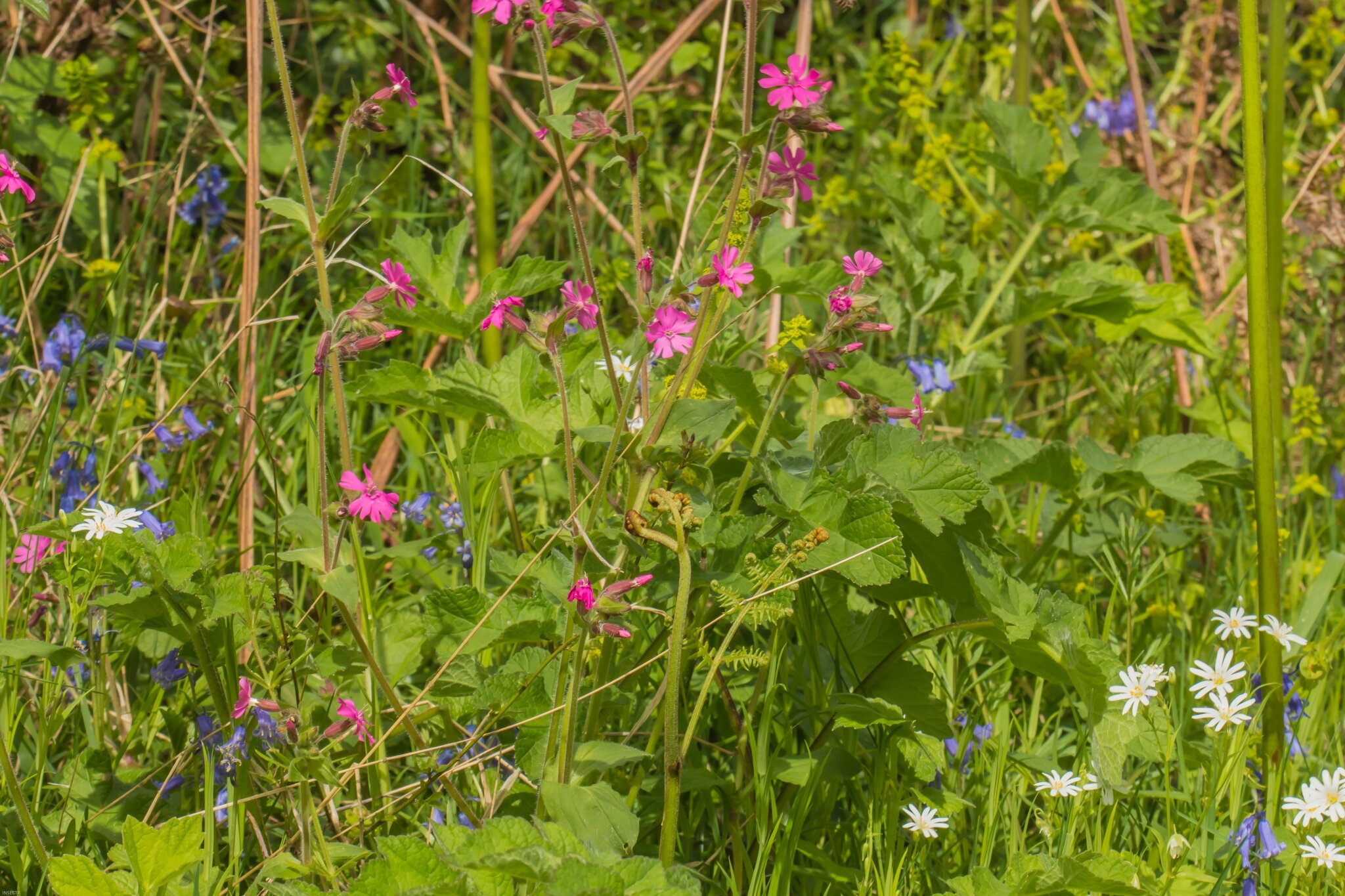 Promenade Au Bord De La Rivière Nature Plaisirs