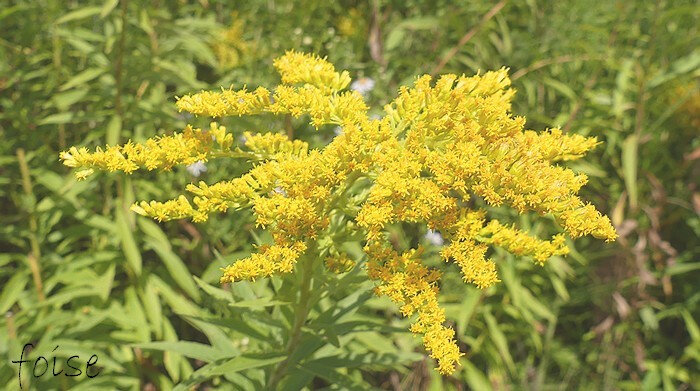 Solidage du Canada, Verge d'or du Canada, Solidago canadensis : planter,  cultiver, multiplier