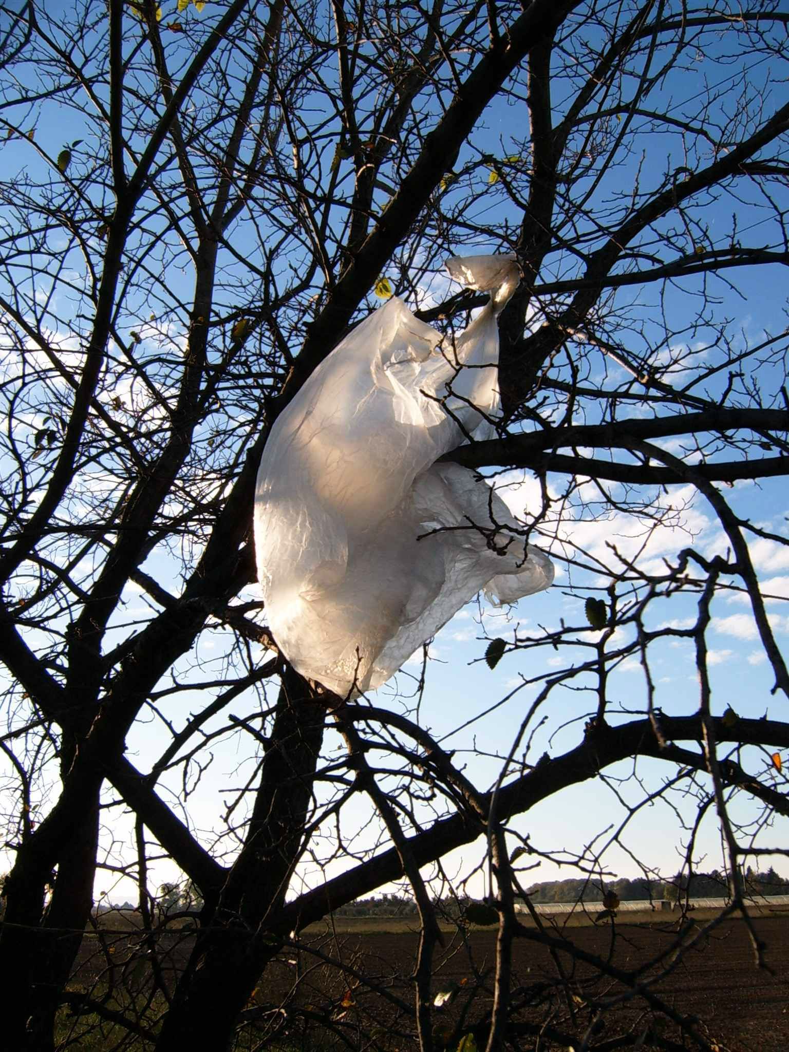 Déchet Sac en plastique dans arbre transporté par le vent - pollution détritus