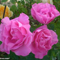 Rosa x Thé moderne 'The Mac Cartney Rose
