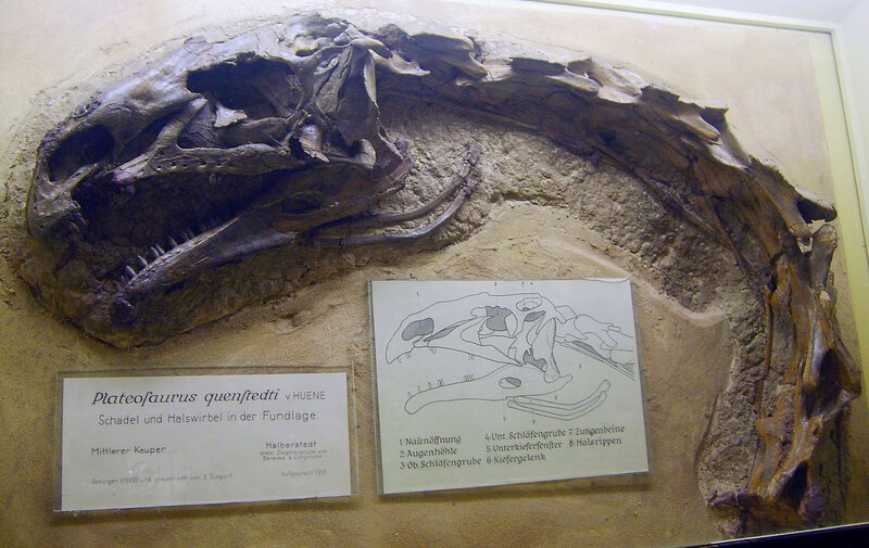 Plateosaurus_quenstedti